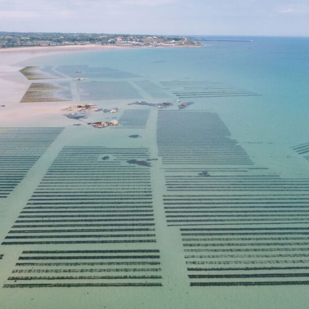 Green Consumers - Jersey Oyster Beds